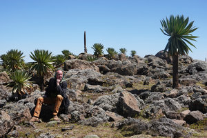 Patrick Blanc sitting among Lobelia rhynchopetalum individuals, Sanetti Plateau, Bale NP, Ethiopia, Jan. 2019