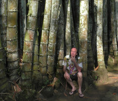 Patrick Blanc sitting among the Dendrocalamus asper huge culms, Mesastila, Magelang, Java, May 2018