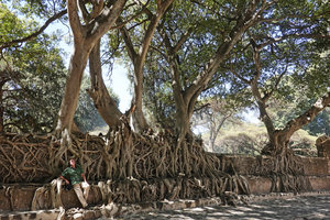 Patrick Blanc sitting among the roots of Ficus thonningii covering the stone walls of the Baths of Fasiladas, Gondar, Ethiopia, Jan. 2019