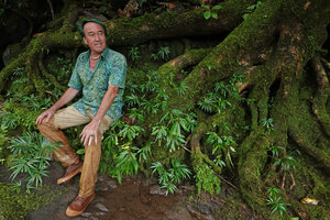 Patrick Blanc sitting on mossy tree roots among Elatostema kietanum just after emerging from a fast flowing forest stream, Imbu Rano, Kolombangara, Solomon Islands, Sept. 2019