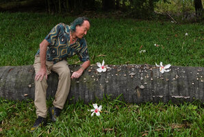 Patrick Blanc sitting on the dead stipe of the monocarpic palm Corypha utan to observe the huge flowers of Hibiscus campylosiphon, Cebu, Philippines, Dec. 2024