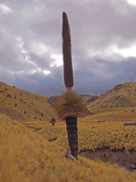 Patrick Blanc sitting under a huge flowering Puya raimondii, Turkani, Puno, 4200m, Peru, Aug 2014