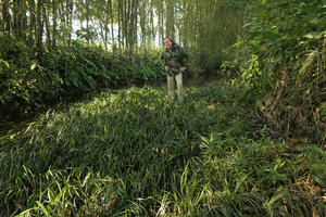 Patrick Blanc standing above an unusual carpeting and densely branched form of Acorus gramineus, Putao, Kachin, Myanmar, Dec. 2017