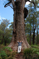 Patrick Blanc standing against red tingle, Eucalyptus jacksonii, Valley of the Giants, Walpole, Western Australia, Nov 2011