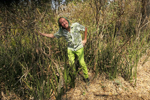Patrick Blanc standing among flowering population of Sansevieria pearsonii,  Katombora Is., Victoria Falls, Zambia, Sept. 2017