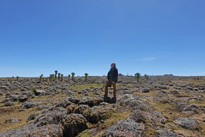 Patrick Blanc standing among Helichrysum citrispinum cushions and Lobelia rhynchopetalum in background, Sanetti Plateau, 4000 m asl, Bale NP, Ethiopia, Jan. 2019