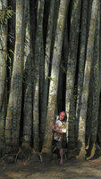 Patrick Blanc standing among the huge culms of Dendrocalamus asper, Mesastila, Magelang, Java, May 2018