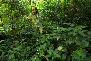 Patrick Blanc standing among the pale yellow flowering Impatiens cf. rugata, Ba Be NP, Vietnam, Nov. 2017