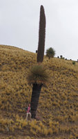 Patrick Blanc standing at the base of a 15 m tall Puya raimondii, Turkani, Puno, Peru, Aug 2014
