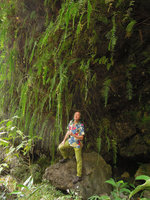 Patrick Blanc standing under the hanging fronds of Nephroplepis biserrata, Grand Galet  waterfall, La Reunion, Oct. 2015
