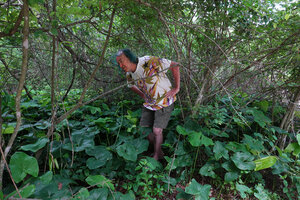 Patrick Blanc surrounded by a dense population of Stylochaeton puberulus in dry forest understory, Morogoro, Tanzania, Jan. 2021