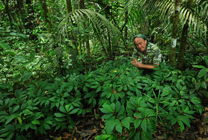 Patrick Blanc surrounded by a dense vegetative population of Begonia maynensis, Yasuni NP, Ecuador, Aug. 2021