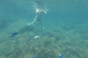 Patrick Blanc swimming among the endemic blue Mbunas Cichlid fishes, Lake Malawi NP, Aug. 2017