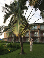 Patrick Blanc taking a photo of a single stemmed Ravenala, Tanga, Tanzania, Jan. 2021