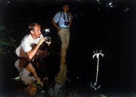 Patrick Blanc taking a photo of Crinum natans in a forest stream, Campo, Cameroun,  Oct. 1991