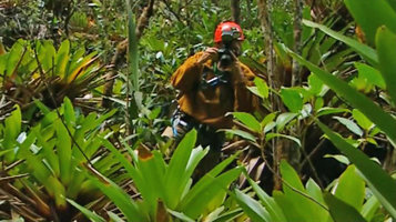 Patrick Blanc taking a photo of tall Brocchinia tatei in the protected forest understory of a deep chasm, Kukenan Tepui, Venezuela, March 1999