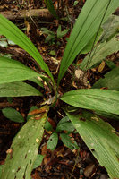 Patrick Blanc taking a photo of the leaf bases of Cyclanthus indivisus, Iquitos, Peru, Aug. 2014