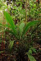 Patrick Blanc taking a photo of the poorly documented Cyclanthus indivisus, Iquitos, Peru, Aug. 2014