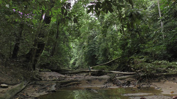Patrick Blanc taking a photo of the rheophytic Myrmeconauclea strigosa, Gunung Mulu NP, Sarawak, Borneo, Sept. 2018