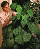 Patrick Blanc taking care of Piper carrilloanum in his home, Paris, 1984
