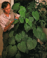 Patrick Blanc taking care of Piper carrilloanum in his home, Paris, May 1984