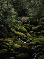 Patrick Blanc taking photos of epiphytes, Sierra dos Orgaos, Brazil