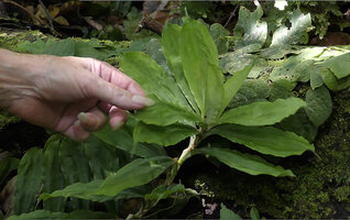 Patrick Blanc touching the fleshy leaves of Freycinetia ciliaris, Danum Valley, Sabah, Borneo