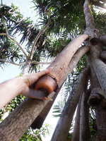Patrick Blanc touching the root cap of a vigorous young stilt roots of a Pandanus in the National Museum gardens, Port Moresby, Papua New Guinea, March 2016