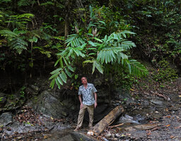 Patrick Blanc under a clump of Alpinia cf. aquatica with branched inflorescences, Waimital, Kairatu, Seram, Moluccas, April 2024