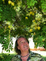 Patrick Blanc under a flowering Albizia lebbek in Dar Es Salaam, Tanzania, Jan. 2021