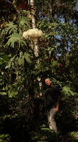 Patrick Blanc under a flowering Begonia parviflora, Manu NP, 1500m, Peru, Aug 2014