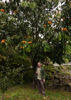 Patrick Blanc under a flowering Saraca dives, Fairy Lake Botanical Garden, Shenzhen, China, Feb.2019