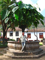 Patrick Blanc under a fountain topped by a huge clump of Colocasia esculenta, Tenerife, Canary Islands, Aug 2007