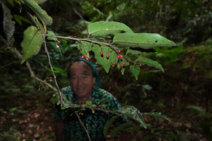 Patrick Blanc under a fruiting branch of Amborella trichopoda, Col d&#039;Amieu, New Caledonia, Aug. 2023