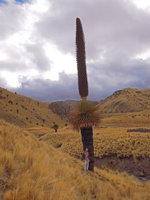 Patrick Blanc  under a huge flowering Puya raimondii, Turkani, Puno, 4200m, Peru, Aug 2014