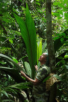 Patrick Blanc under a huge leaf of Geonoma macrostachys, Yasuni NP, Ecuador, Aug. 2021
