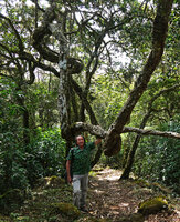 Patrick Blanc under a huge liana, Mathikettan Shola NP, Kerala, India, Jan. 2023