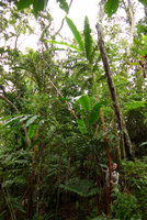 Patrick Blanc under Alpinia boia, the largest ginger of the world, Bouma Nat. Heritage Park, Taveuni, Fiji, Aug. 2016