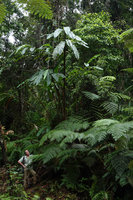 Patrick Blanc under Alpinia laxisecunda and Calochlaena straminea, Kolombangara,Solomon Islands, Sept. 2019