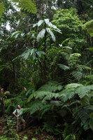 Patrick Blanc under Alpinia laxisecunda and Calochlaena straminea, Kolombangara,Solomon Islands, Sept. 2019