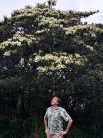 Patrick Blanc under an Elaeocarpus glandulifer in full bloom, Horton Plains, Sri Lanka, Nov. 2024