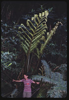 Patrick Blanc under Angiopteris evecta, Mount Kinabalu, Borneo, July 1984