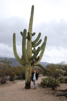 Patrick Blanc under an old much branched Carnegiea gigantea, Saguaro NP, Arizona, Feb. 2010