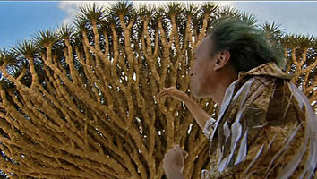 Patrick Blanc under an old much branched individual of Dracaena cinnabari, Socotra, March 2005