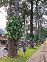 Patrick blanc under a Philodendron, probably a hybrid involving P. pedatum, the branched stems and aventitious roots covering the host tree trunk, Ho Chi Minh City, Vietnam, Nov. 2019