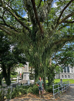 Patrick Blanc under a samanea saman tree covered by the epiphytic Pyrrosia longifolia, Singapore, April 2023