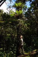 Patrick Blanc under epiphytic basket ginger Riedelia cf geluensis with oblique stems collecting humus, , Tari, 2000 m asl, Hela, Papua New Guinea, Mar