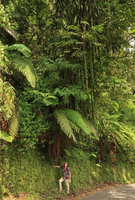 Patrick Blanc under five meters long hanging stems of Aeschynanthus pulcher, Freycinetia insignis, Schefflera and ferns, Bromo Tengger Semeru NP , Java, April 2018