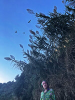 Patrick Blanc under flowering Arundo donax, Cap d&#039;Ail, France, Oct. 2020