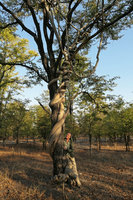 Patrick Blanc under Fockea multiflora climbing in a mopane tree, Colophospermum mopane, Liwonde NP, Malawi, Aug. 2017